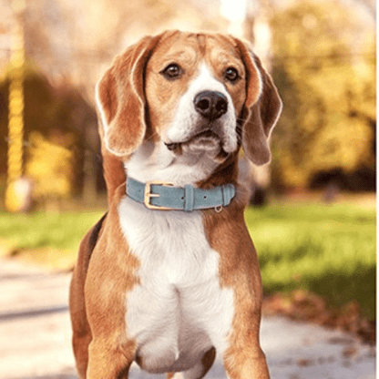 chien balade avec collier chien canine