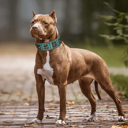 chien balade avec nouveau collier en cuir elegance