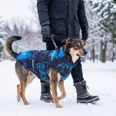 chien-balade-hivernale-avec-manteau-chien 
