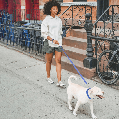 chien balade joyeux avec collier de dressage pour chien