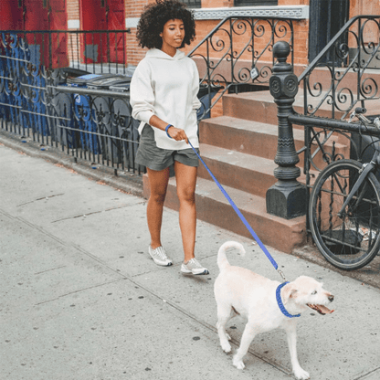 chien balade joyeux avec collier de dressage pour chien