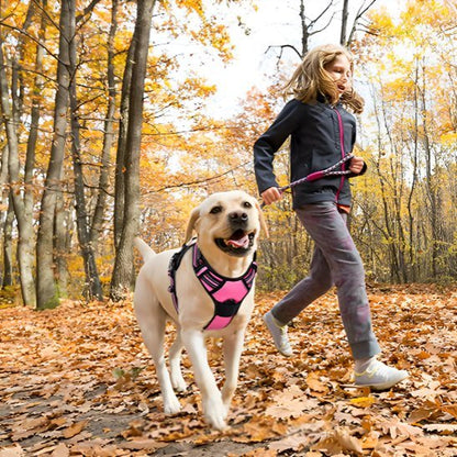 chien balade joyeux avec harnais chien anti traction 