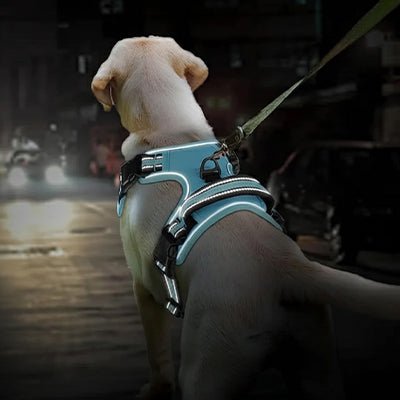chien balade nocturne avec son harnais