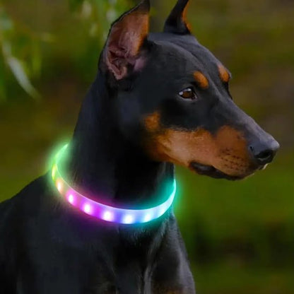 chien beau avec son collier lumineux