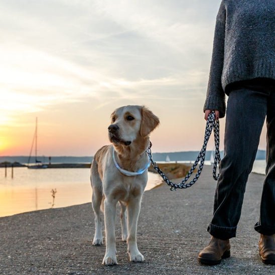 chien beau dans son collier lumineux plage