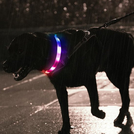 chien beau dans son collier lumineux soiree