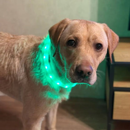 chien beau dans son collier lumineux