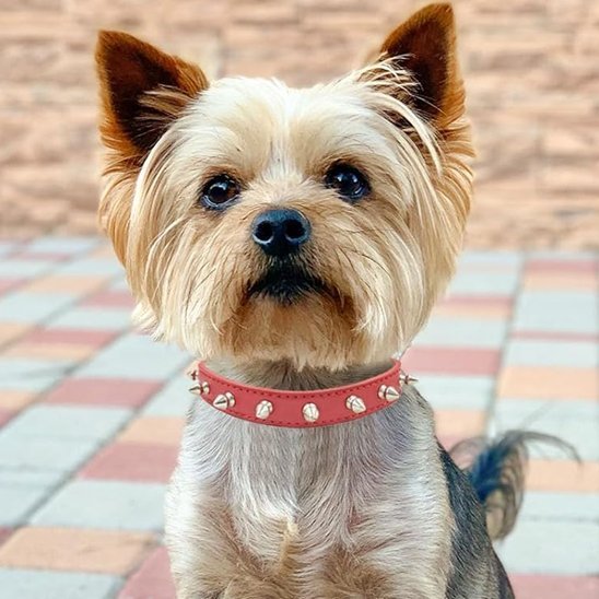 chien carreaux fierement avec son collier