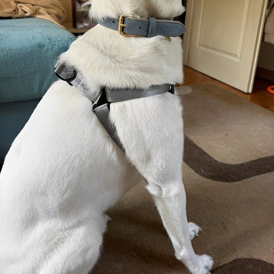 chien chaise avec son harnais pour chien