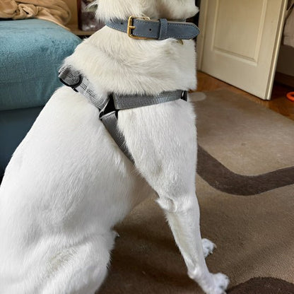 chien chaise avec son harnais pour chien
