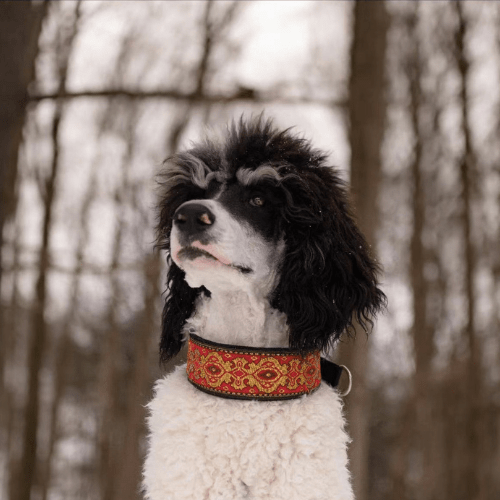 chien chaleureux dans son collier