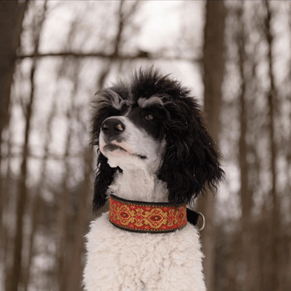 chien chaleureux dans son collier