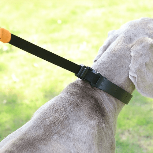 chien chasse avec collier de dressage pour chien