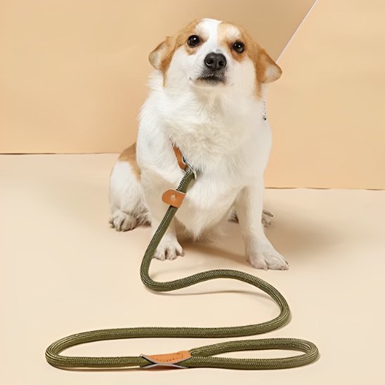 chien-cinema-assis-avec-laisse-chien