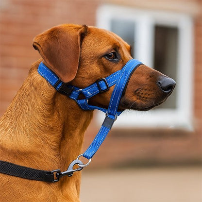 chien-confiant-avec-sa-muselière-chien​