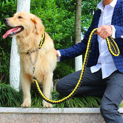 chien confiant avec son collier de dressage pour chien