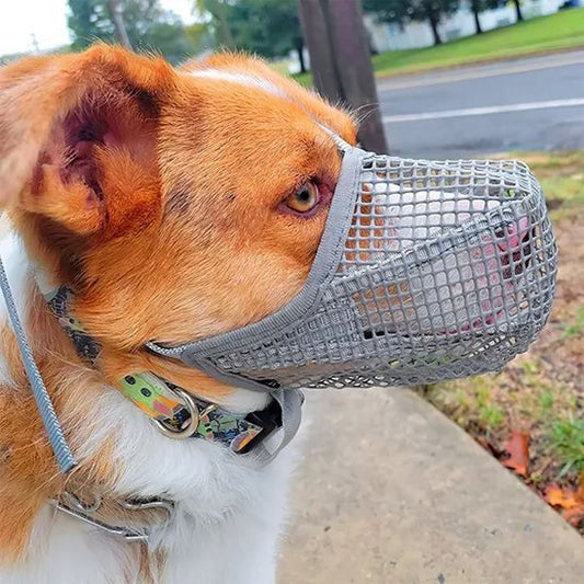 chien-confiant-dans-sa-muselière-chien