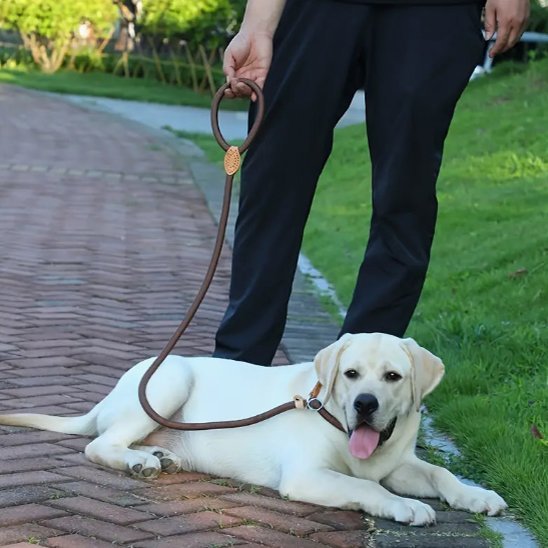 chien-couchant-rue-avec-laisse-chien