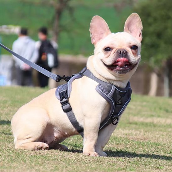 chien-courant-avec-son-harnais-chien-anti-traction 