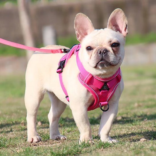 chien-courant-jardin-avec-harnais-chien-anti-traction 