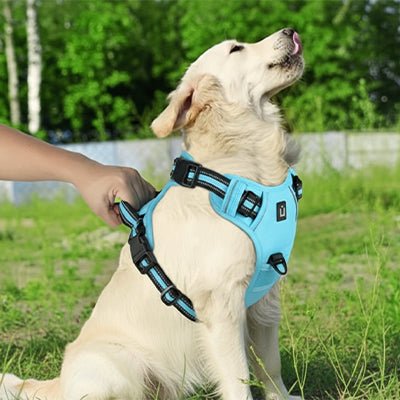 chien course avec son harnais