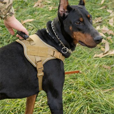 chien course maitre jouant avec harnais chien anti traction  