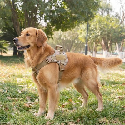 chien debout portant harnais chien anti traction   