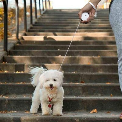 chien-descendant-escalier-avec-laisse-chien-enrouleur
