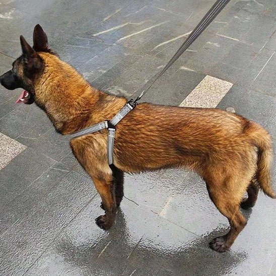 chien dressssage avec son harnais pour chien