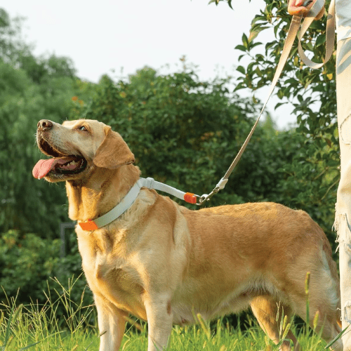 chien entraiment joyeux avec collier de dressage pour chien