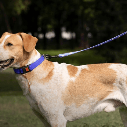 chien entrainement avec collier de dressage pour chien