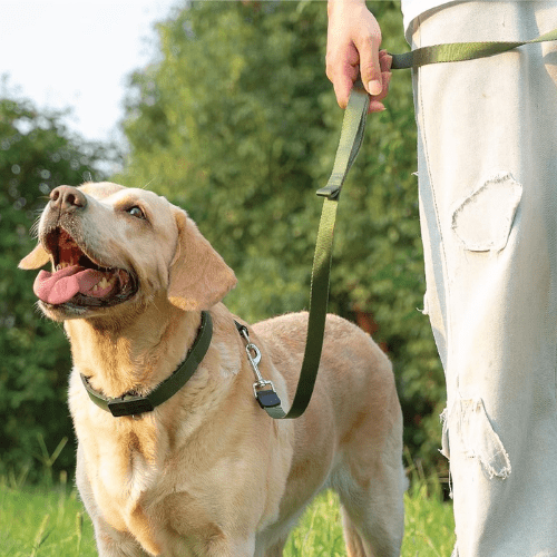 chien exaltant avec collier de dressage pour chien