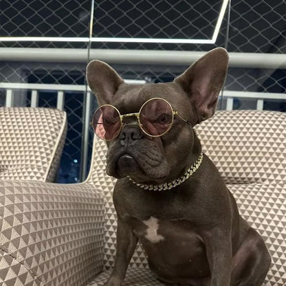 chien fete avec collier chien royal