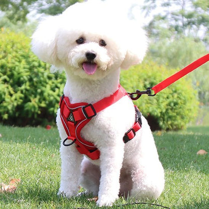 chien fierement assis avec son harnais chien anti traction 