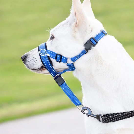 chien-fixant-jardin-avec-sa-muselière-chien​