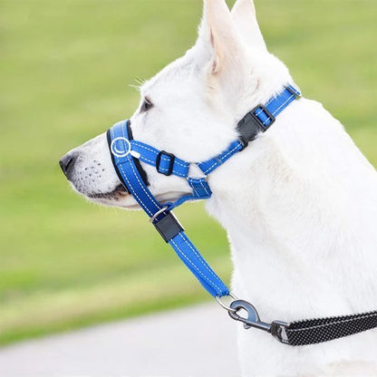chien-fixant-jardin-avec-sa-muselière-chien​