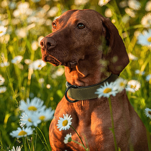 chien fleur avec son collier en cuir