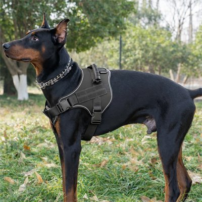 chien jardin avec harnais chien anti traction  