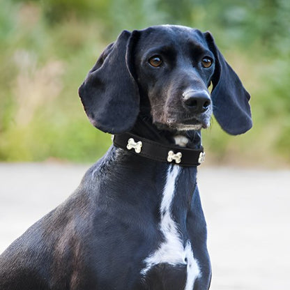 chien jardin avec joli collier pour chien