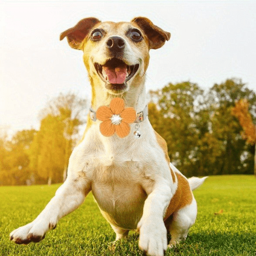 chien jardin avec son collier pour chien