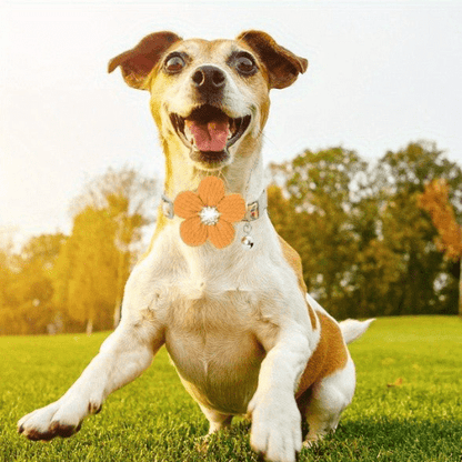 chien jardin avec son collier pour chien