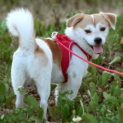 chien-jardin-jouant-avec-son-harnais-chien-anti-traction 