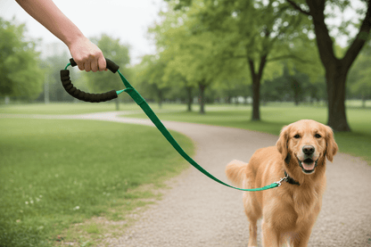 chien jardin marchant avec longe chiens
