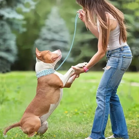 chien jeux avec collier pour chien cuir qualité 