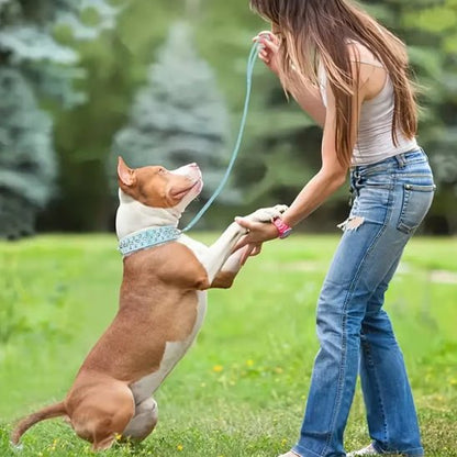 chien jeux avec collier pour chien cuir qualité 