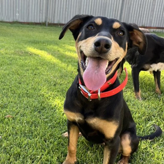 chien jeux avec son collier chien