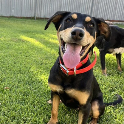 chien jeux avec son collier chien
