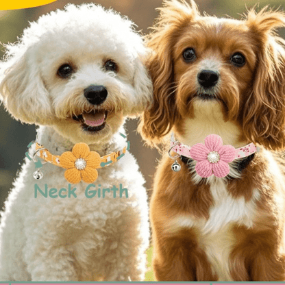 chien jouant avec collier pour chien