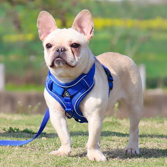 chien-jouant-avec-son-harnais-chien-anti-traction 