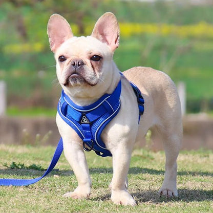 chien-jouant-avec-son-harnais-chien-anti-traction 